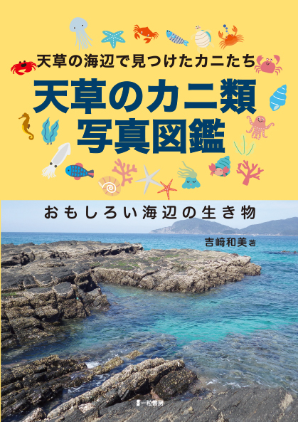 天草の海辺で見つけたカニたち 天草のカニ類写真図鑑