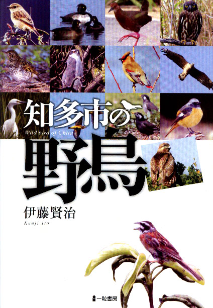 知多市の野鳥 - ウインドウを閉じる